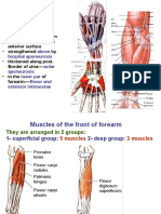 Front of Forearm Lectures