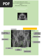 Proyección Ferguson en Radiología de Pelvis | PDF | La columna ...