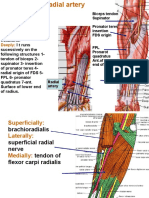 At The Forearm.: Biceps Tendon Supinator Pronator Teres Insertion FDS Origin