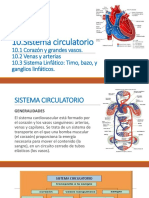 Sistema circulatorio: Corazón, vasos sanguíneos y presión arterial