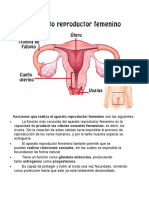 Funciones Que Realiza El Aparato Reproductor Femenino