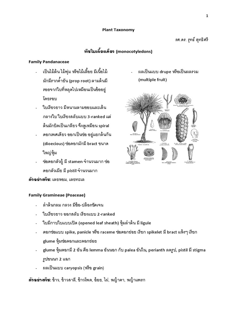 Sheet Plant Taxonomy PDF