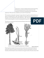 Sporophyte of Pinus