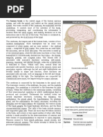 Human Brain