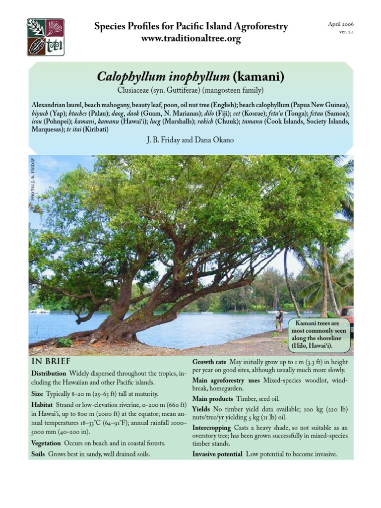 Kamani Tree