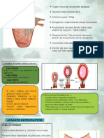 Fisiologia Embarazo Loloy