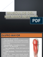 Musculos de Los Miembros Inferiores