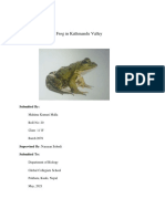 Study of Diversity of Frog in Kathmandu Valley