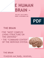The Human - Brain - : Mallari, Jellie Anne A. Gomez, Alessandra Lois