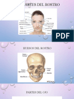 Partes Del Rostro