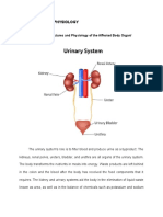 Anatomy and Physiology