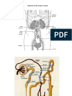 Rinichi Glomerulonefrite