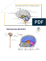 Cerebro