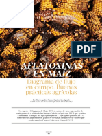 Control de aflatoxinas en maíz mediante buenas prácticas agrícolas