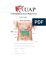 Intestino Delgado: Guía Completa de Función, Problemas y Cuidados