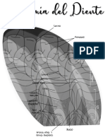 Anatomía Del Diente