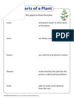 Parts of Plant Worksheet 4