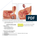 Anatomía de la uretra masculina y femenina