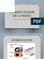 Aparato Flexor de La Mano