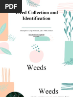 Insect Collection Labeling Guide | PDF | Typefaces | Insects