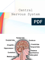 CNS Guide: Brain and Spinal Cord Control Body Functions