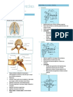 Cinesiologia e Biomecânica - Coluna Torácica