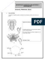 Práctica 11 - Artrópodos Parásitos Obligatorios y Permanentes