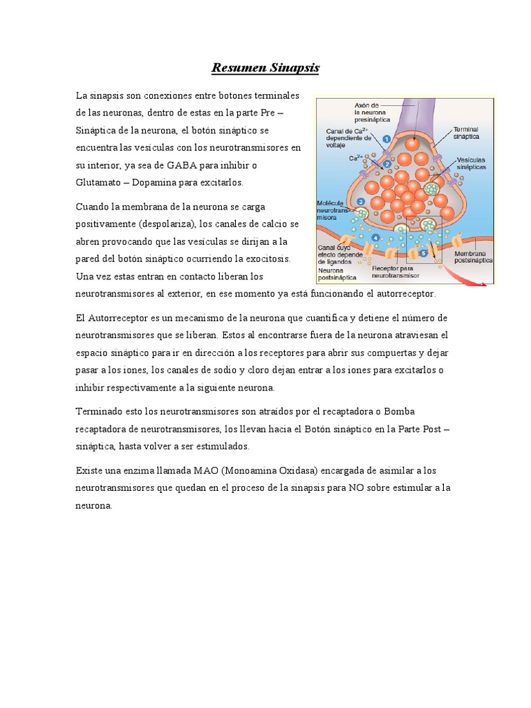 Mecanismos de la Sinapsis Neuronal | PDF