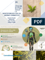 Cultivo cannabis medicinal sostenible