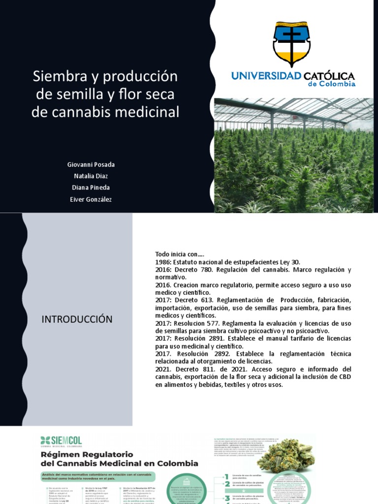 Colombia exportará semilla de cannabis no psicoactivo al Reino Unido -  Asocolcanna