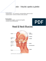 Sistemul Muscular - Capul Si Gatul