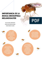 Drosphila Melanogaster