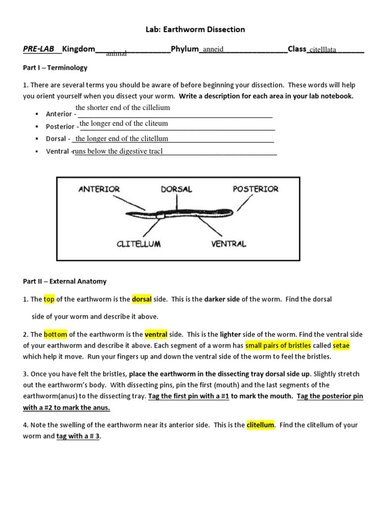 Earthworm-Dissectionsheetblogcopy Compress | PDF | Gastrointestinal ...