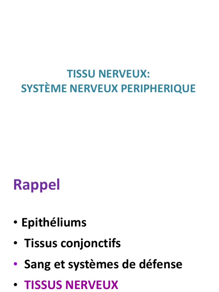 Histologie du Tissu Nerveux Périphérique | PDF | Nerf | Myéline