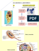 Celula y Organelos Celulares-final