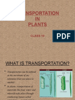 4.transportation in Plants