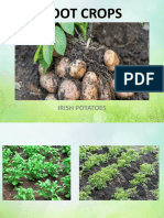 Root Crops: Irish Potatoes