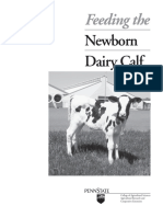 Newborn Dairy Calf: Feeding The