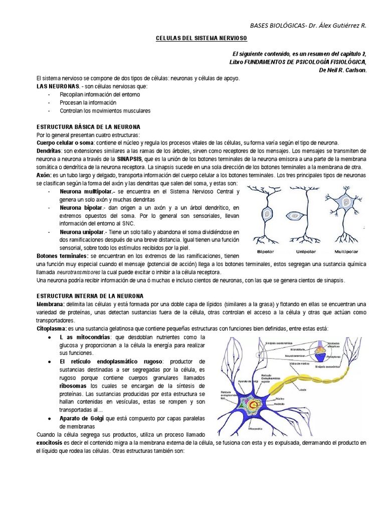 Células Del Sistema Nervioso - 1 | PDF | Sinapsis | Potencial de acción