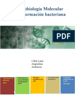SESIÓN 16.3 Transformación Bacteriana