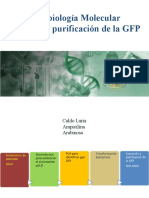 SESIÓN 16.2 Expresión y Purificación de La GFP
