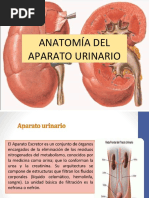Estructura y Función del Hilio Renal | PDF | Riñón | Sistema urinario
