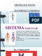 Diapositivas Sistema Vascular