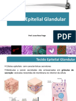 Aula8 em pdf - Tecido Epitelial Glandular