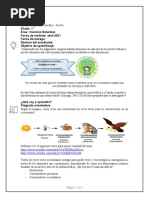 Guia 4º Cadena y Piramide Trofica Estudiante