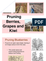 Pruning Berries Grapes and Kiwi