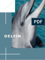 Portafolio Los Delfines
