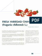 Fresa Variedad Chandler