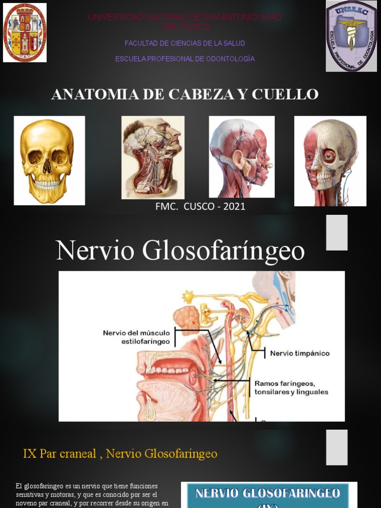 Anatomía Del Nervio Glosofaríngeo Pdf Lengua Nervio Vago