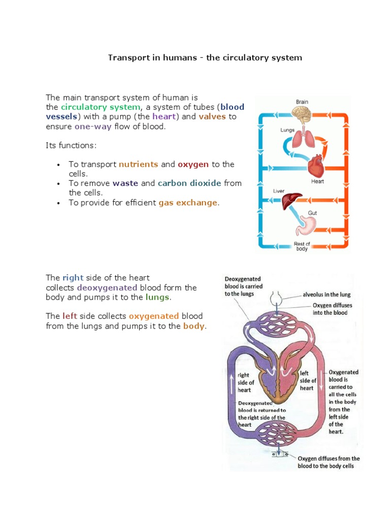 07 Human Transport Biology Notes IGCSE 2014 | PDF | Heart | Circulatory ...